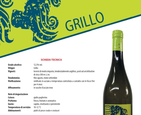 Grillo